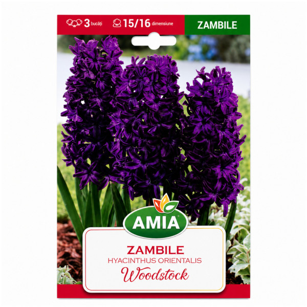 Zambile 'Woodstock' - Bulbi de Toamnă