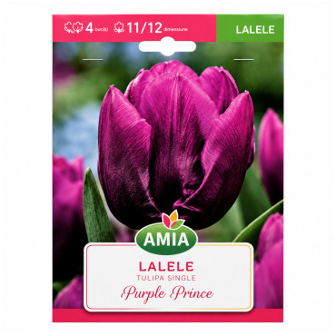 Lalele 'Purple Prince' - Bulbi de Toamnă