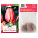 Lalele 'Apricot Impression' - Bulbi de Toamnă