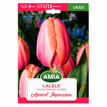 Lalele 'Apricot Impression' - Bulbi de Toamnă