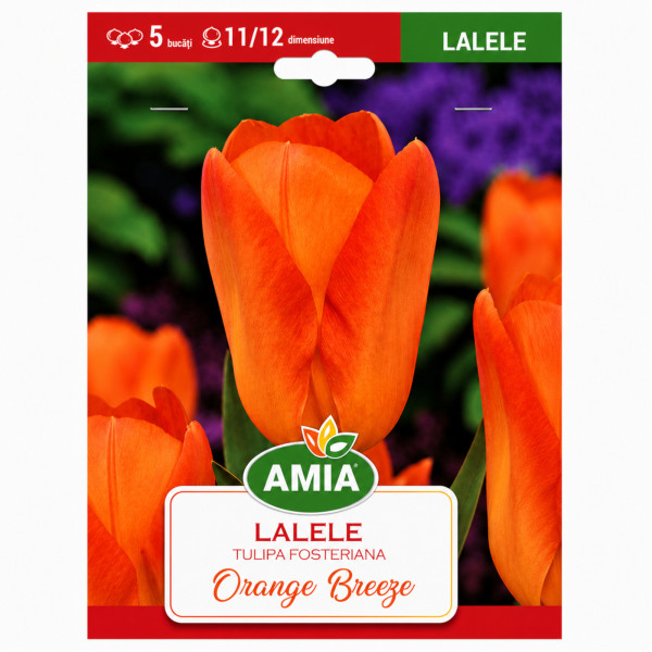 Lalele 'Orange Breeze' - Bulbi de Toamnă