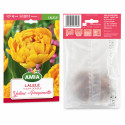 Lalele 'Yellow Pomponette' (calibru 10-11, Amia) - Bulbi de Toamnă