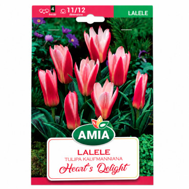 Lalele 'Heart's Delight' - Bulbi de Toamnă