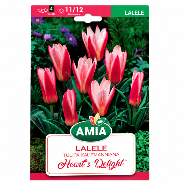 Lalele 'Heart's Delight' - Bulbi de Toamnă