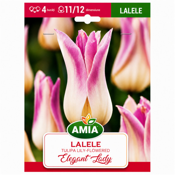 Lalele 'Elegant Lady' - Bulbi de Toamnă
