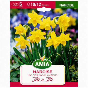 Narcise 'Tete-a-tete' - Bulbi de Toamnă