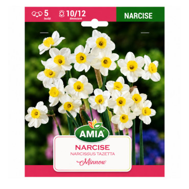 Narcise 'Minnow' - Bulbi de Toamnă