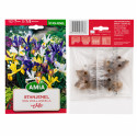 Iris Amestec Hollandica - Bulbi de Toamnă