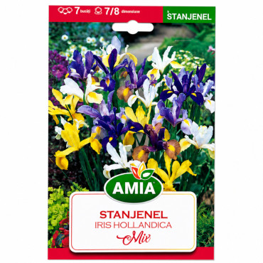Iris Amestec Hollandica - Bulbi de Toamnă