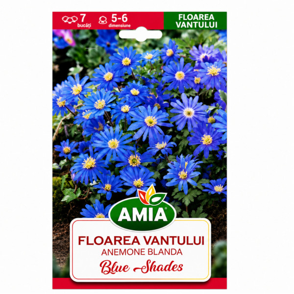 Floarea Vântului 'Blue Shades' - Bulbi de Toamnă