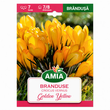 Brândușe 'Golden Yellow' (calibru 7-8, Amia) - Bulbi de Toamnă