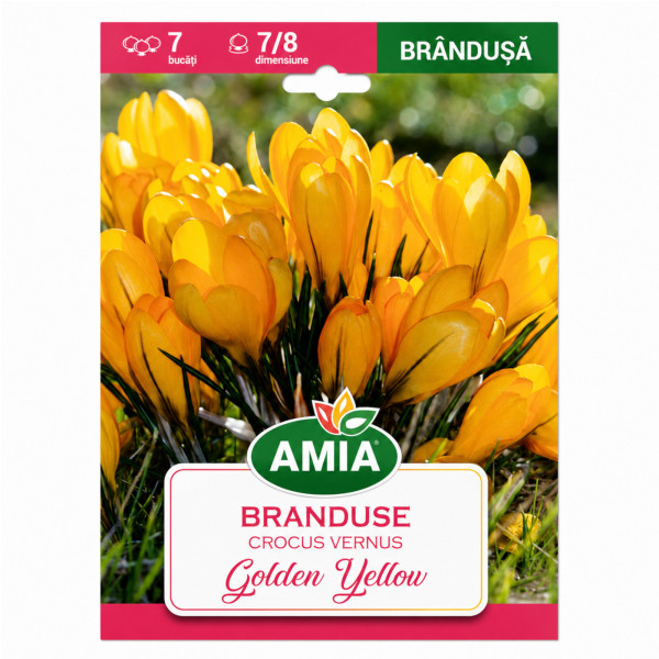 Brândușe 'Golden Yellow' (calibru 7-8, Amia) - Bulbi de Toamnă
