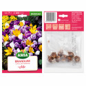 Brândușe Amestec Botanic - Bulbi de Toamnă