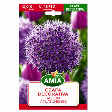 Ceapă decorativă 'Aflatunense' - Bulbi de Toamnă