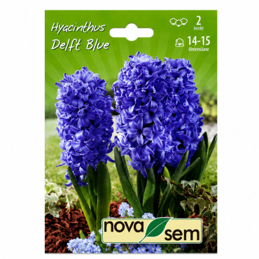 Zambile 'Delft Blue' - Bulbi de Toamnă