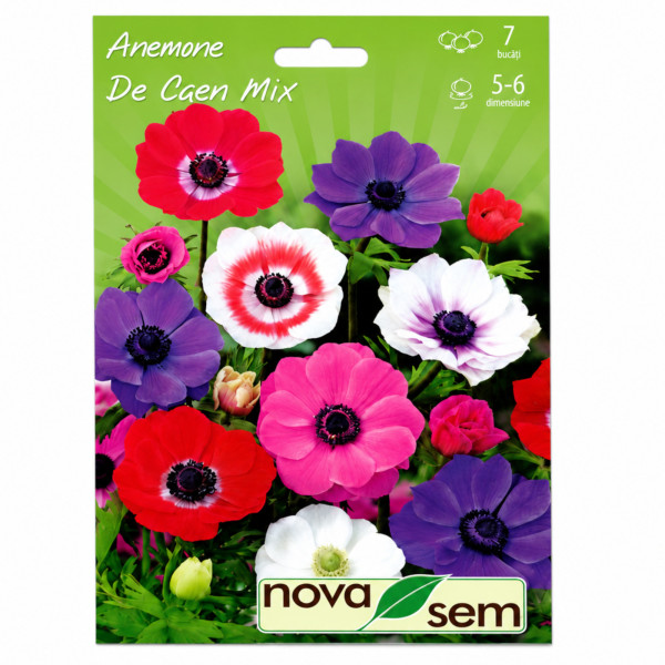 Floarea Vântului Amestec De Caen - Bulbi de Toamnă