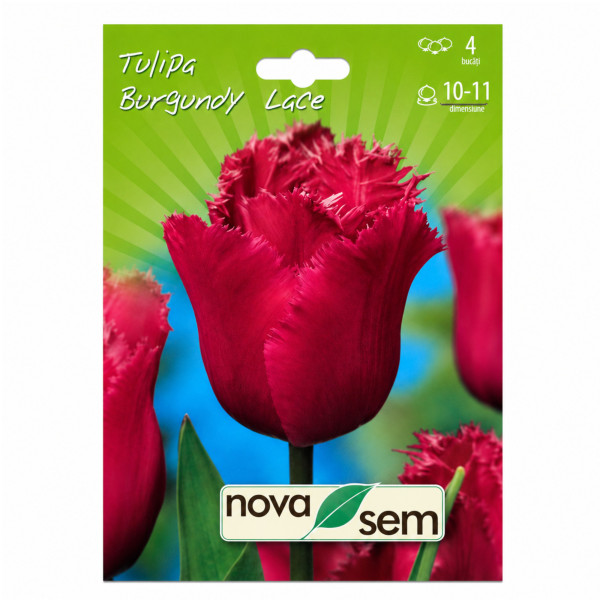 Lalele 'Burgundy Lace' - Bulbi de Toamnă