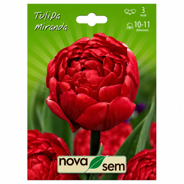 Lalele 'Miranda' - Bulbi de Toamnă