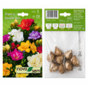 Freesia Amestec (flori duble) - Bulbi de Toamnă