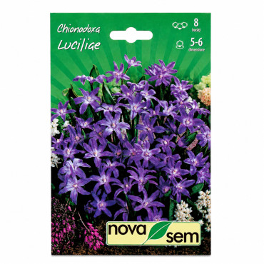 Chionodoxa 'Luciliae' - Bulbi de Toamnă