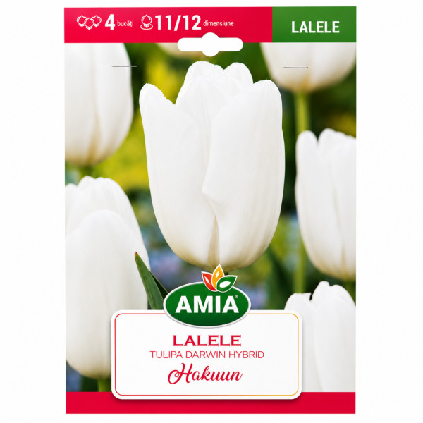 Lalele 'Hakuun' - Bulbi de Toamnă