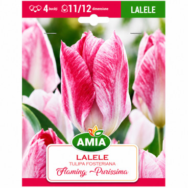 Lalele 'Flaming Purissima' - Bulbi de Toamnă