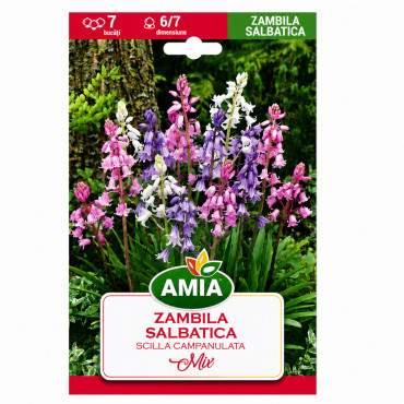 Zambila Sălbatică Amestec de Culori (calibru 6-7, Amia) - Bulbi de Toamnă