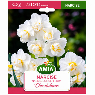 Narcise 'Cheerfulness' - Bulbi de Toamnă