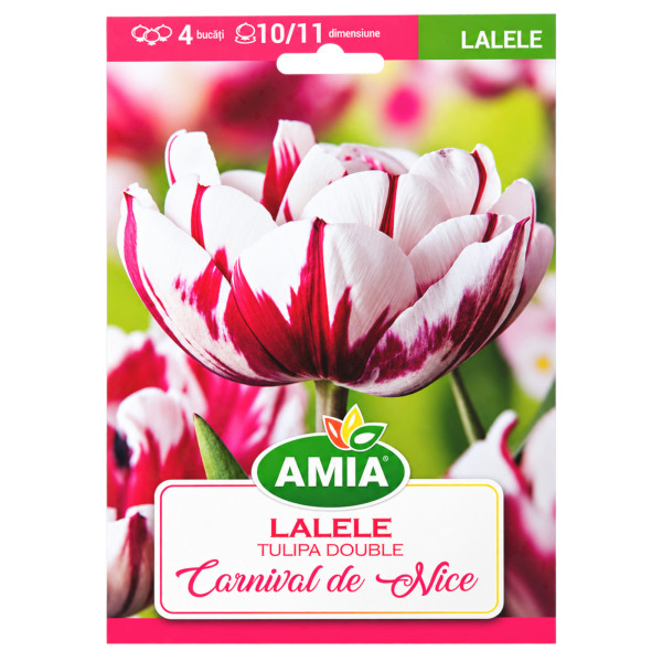 Lalele 'Carnaval de Nice' - Bulbi de Toamnă