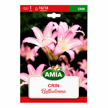 Crinul de Craciun Amaryllis 'Belladonna' - Bulbi de Toamnă