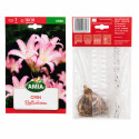 Crinul de Craciun Amaryllis 'Belladonna' - Bulbi de Toamnă