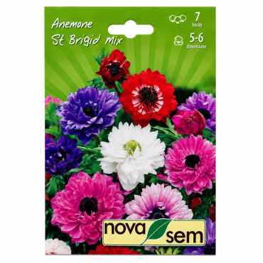 Floarea Vântului Amestec St Brigid - Bulbi de Toamnă