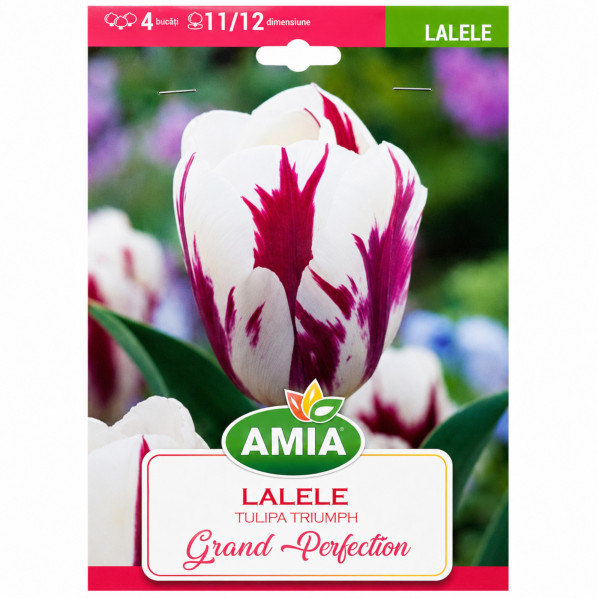 Lalele 'Grand Perfection' - Bulbi de Toamnă