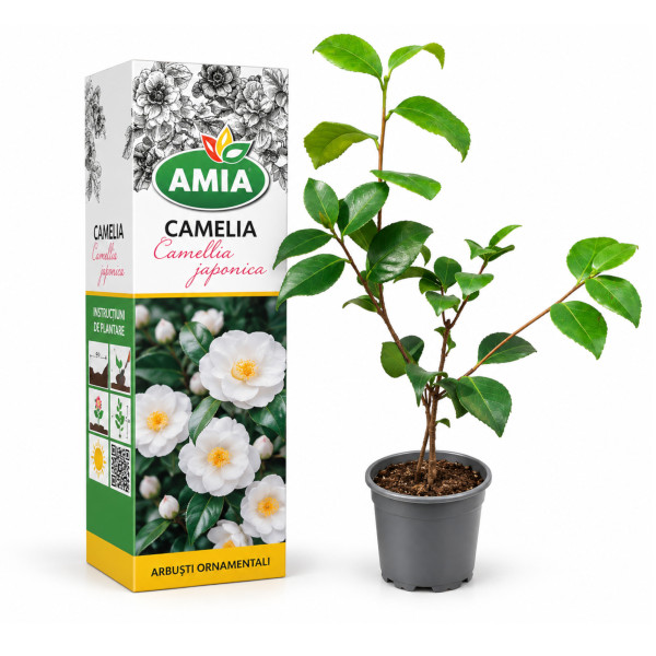Butas Camellia japonica albă la tub 