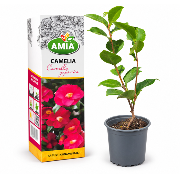 Butas de Camellia Japonica Rosie la tub