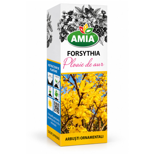 Butas Forsythia (Ploaie de aur) la tub