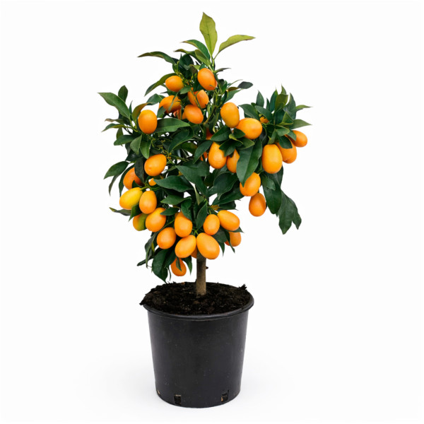 Pom de kumquat pe rod ghiveci 20 cm