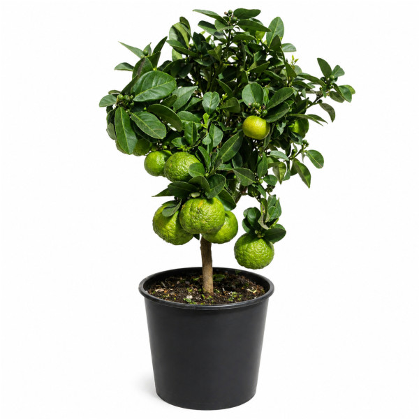 Pom de Citrus Limetta Pursha 