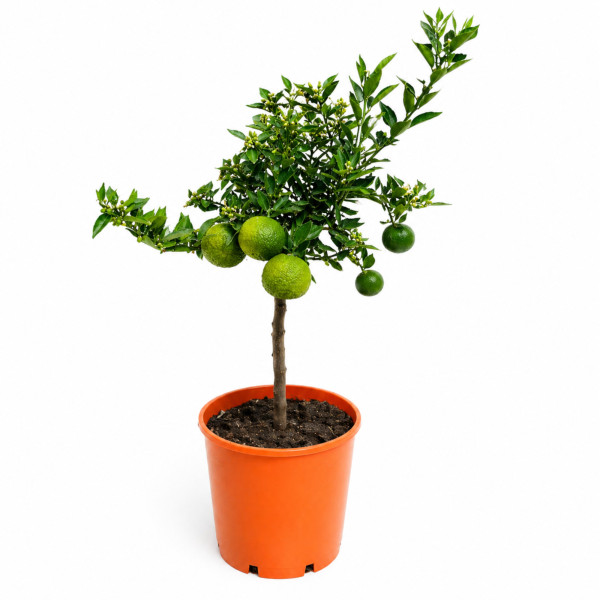 Pom Mandarin mandarino Citrus Reticulata