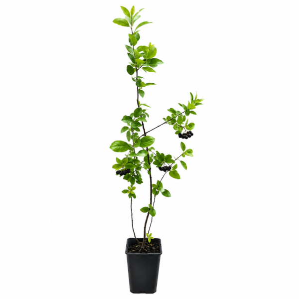 Aronia (Aronia melanocarpa) - ghiveci 2-3L