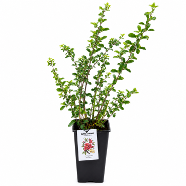 Gutui Japonez (Chaenomeles japonica) 2-3L