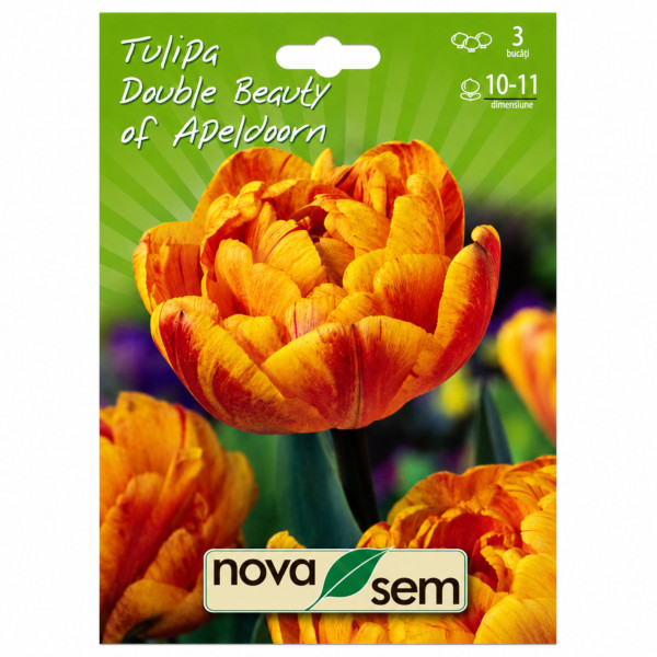 Lalele 'Double Beauty of Apeldoorn' - Bulbi de Toamnă