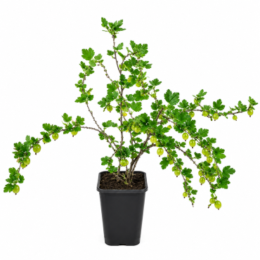 Agriș (Ribes uva-crispa) 2-3L
