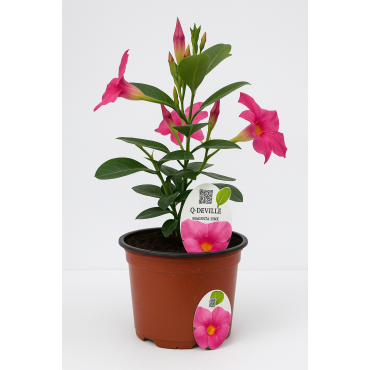 Planta la ghiveci Dipladenia, mandevilla  sundaville, iasomie braziliana