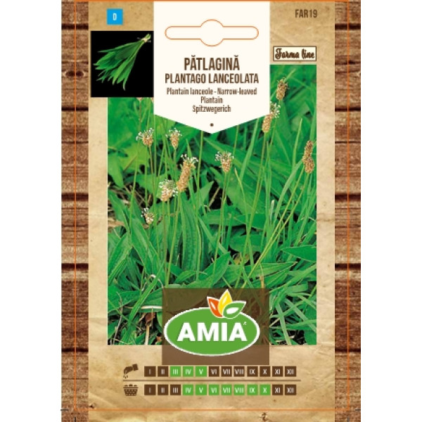 Seminte de patlagina, Plantago lanceolata