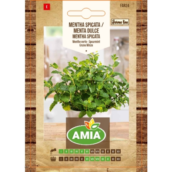 Seminte de menta spicata/menta dulce, Mentha spicata