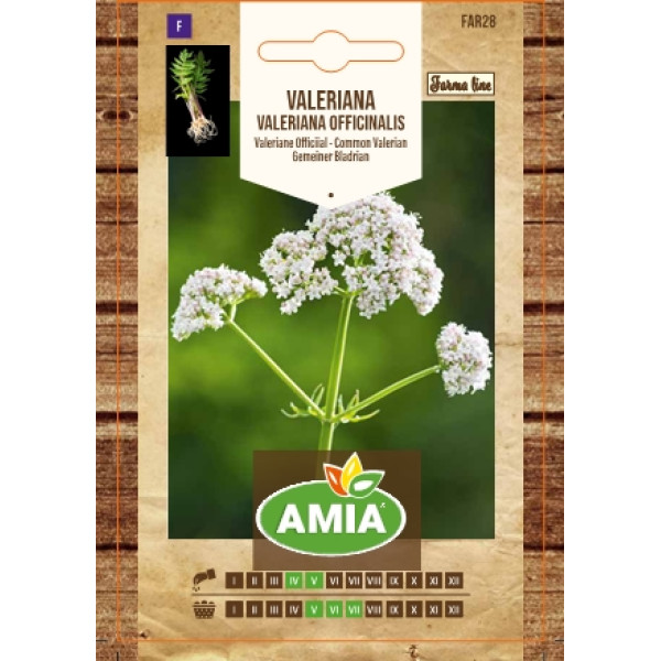 Seminte de valeriana, Valeriana officinalis