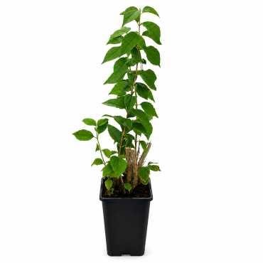 Iasomie (Jasminum) 2-3L