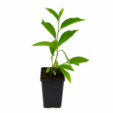 Magnolie Soulangeana (Magnolia x soulangeana) 2-3L