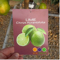 Lamai verde lime Citrus Aurantifolia 